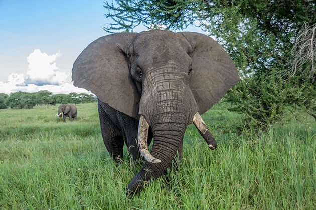 Elefant - Tansania Safari- Life Earth Reisen